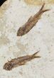 Fossil Fish (Knightia) Multiple Plate - Wyoming #31835-2